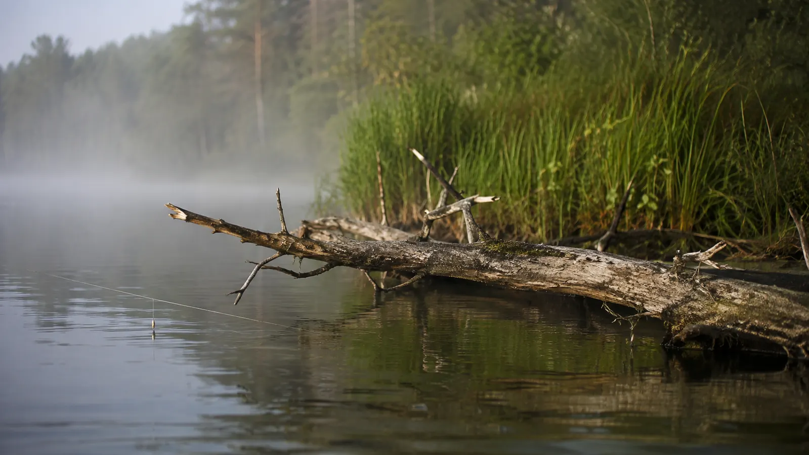 A fallen tree trunk reaching into still water beside a grassy bank, with a fishing line trailing a lure past the wood.